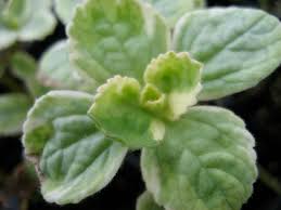 Image result for Coleus caninus