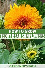 Teddy bear sunflower growth stages. How To Grow Teddy Bear Sunflowers Gardener S Path
