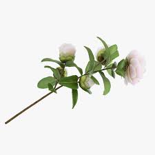3d Model White Camellia Flower Turbosquid 1284045