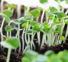 How To Grow Basil From Seed Indoors The Garden Of Eaden Growing Basil Seed Starting Containers Basil Seeds