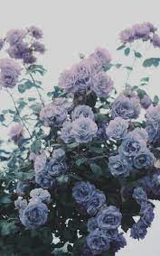 I just love taking photos of. Flower Purple Aesthetic 450x720 Download Hd Wallpaper Wallpapertip