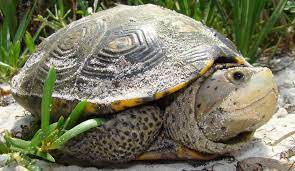 Terrapin was founded in 2009 with current operations in colorado, pennsylvania, and michigan. Diamondback Terrapins