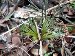 Image result for Schizaea