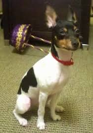 Black And Brown Terrier Dog Front Side View A White With Black And Tan Rat Terrier Puppy Is Wearing A Red Collar Sitting On A Tan Carpe Rat Terrier Dogs Rat Terriers Rat Terrier Puppies