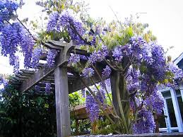 It's fast growing & displays gorgeous fragrant blue blooms. Blue Moon Wisteria For Sale The Tree Center