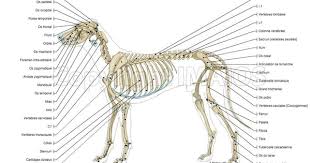 Atlas Anatomii S Opisaniyami Sobaka Illyustracii Kosti Sistema Skeleta Anatomiya Sobaki Skelet