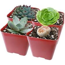 The product is also great if you have many succulents. How To Use Grow Light For Your Indoor Succulents Succulents Box