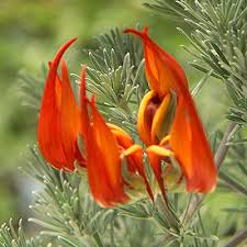 Image result for Lotus berthelotii