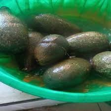 Image result for Hunteria umbellata