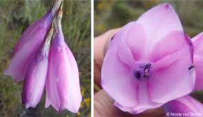 Image result for Dierama formosum