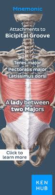 Maybe you would like to learn more about one of these? 58 Anatomy Mnemonics Ideas Mnemonics Anatomy Anatomy And Physiology