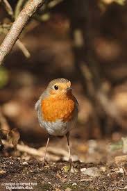 Black And White Bird With Red Breast Uk European Robin Erithacus Rubecula As Exciting To See At Christmas As When We Were Young European Robin Nature Birds Pet Birds