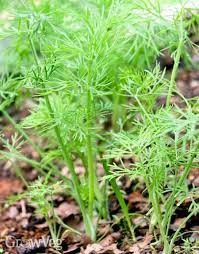 Like its cousin dill, it pairs exceptionally well with fish, but i eat it on its own with equal delight. Growing And Harvesting Garden Dill