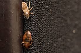 They often leave small stains behind. How To Find Bed Bugs Plunkett S Pest Control