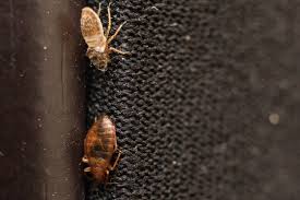Bed bugs will hide anywhere that's dark and difficult for anything else to access. How To Find Bed Bugs Plunkett S Pest Control