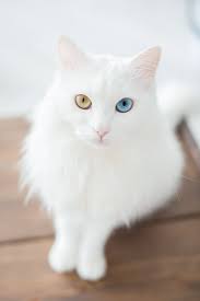 Black And White Cat Breeds With Yellow Eyes The Ethics Of Cuteness A Closer Look At 12 Trendy Cat Mutations Angora Cats Pretty Cats White Cats