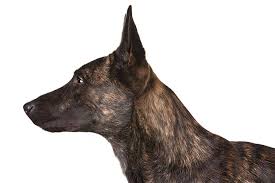Lionheart belgian malinois and dutch shepherds. Dutch Shepherd Dog Breed Information American Kennel Club
