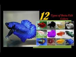They will fight and kill any other male bettas, and have been known to kill their offspring. 12 Different Types Of Betta Fish Colors Part 4 Youtube
