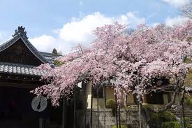 일본 교토 일일 투어: 고묘지 사원, 조난구 신사 & 요시미네데라 사원 - KKday
