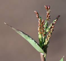 Image result for Urochloa
