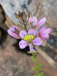 Image result for Cleome kalachariensis