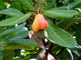 Image result for Anacardiaceae