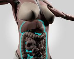 The upper part of the trunk is the chest and the lower one is the abdomen. Female Abdomen Anatomy Digestive Tract 3d Illustration Stock Images Page Everypixel
