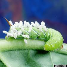 They can sting you or poke you with their horn. Got Pests