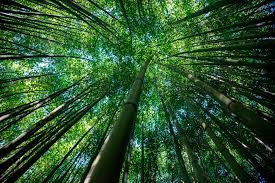 Read more venta muebles bambu rep dom : El Bambu Una Alternativa Sostenible