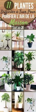 Je M Interesse De Plus En Plus Aux Plantes D Interieur Elles Ne Servent Pas Seulement A Rendre Notre Interieur Plus Joli Plants Trendy Plants Planting Flowers