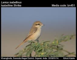 Image result for Isachne buettneri