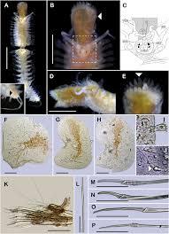 Image result for Hermannia seineri