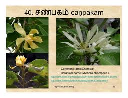 In tamil culture, flowers have a special place in households, temples, social gatherings, … flower names in tamil and english read more ». 99 Tamil Flowers