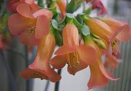 Kalanchoe Tubiflora Kalanchoe Tubiflora Bryophyllum Delagoense Is A Succulent Plant Native To Madagascar In Common With Plants Planting Succulents Flowers