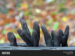 It usually grows from the bases of rotting or injured tree stumps and decaying wood. Xylaria Polymorpha Image Photo Free Trial Bigstock