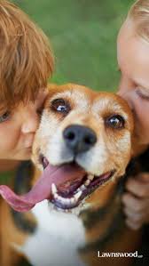 Maybe you would like to learn more about one of these? Animal Cremation Services Cost Lawnswood Pet Cremations