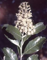 Image result for Brachylaena discolor