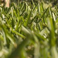 How To Make St Augustine Grass Greener And Fuller Ehow Grass Care St Augustine Grass Garden Care