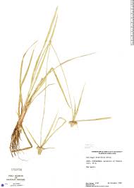 Image result for Kyllinga odorata