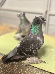 Carrier Pigeon Bareilly... - English Carrier Pigeons Fan Club | Facebook