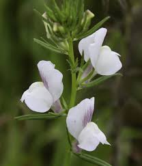 Image result for Misopates