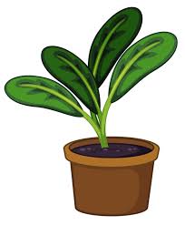 Flower Pot 12 Png Tanaman Tanaman Pot Bunga