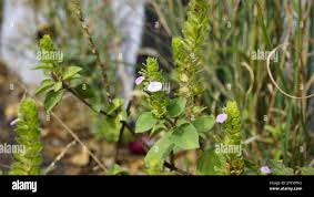 Image result for Justicia anagalloides