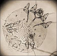 Image result for Sarcoptes scabiei life cycle