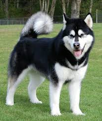 Malamut Malamute Puppies Alaskan Malamute Siberian Husky Dog