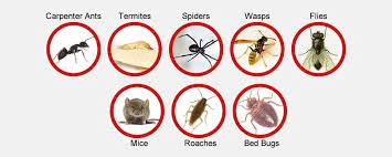 Pest control service in colombo, sri lanka. 1 Anti Termite Control Services In Kurunegala Best Pest Control