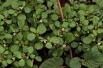 Image result for Trianthema salsoloides