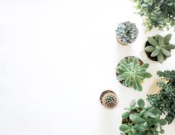 900x1600 minimal blue landscape 4k phone wallpaper. Minimalist Plant Wallpapers Top Free Minimalist Plant Backgrounds Wallpaperaccess