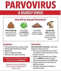 We did not find results for: High Alert Canine Parvo Virus Outbreak Claremont Property