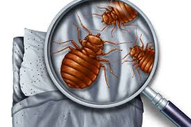 An ounce of prevention is worth a pound of cure. Why Bed Bugs Have Made A Horrifying Comeback Vox